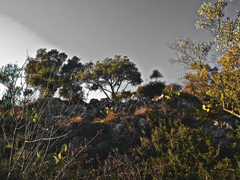 Trees against sky during autumn