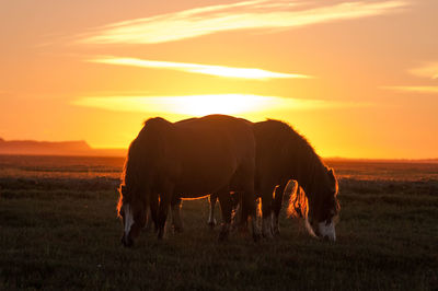View of horse grazing on field during sunset