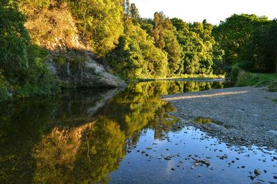 Reflection of trees in river