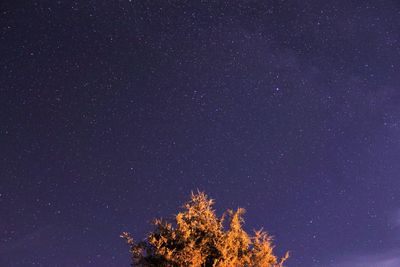 Low angle view of trees against star field at night