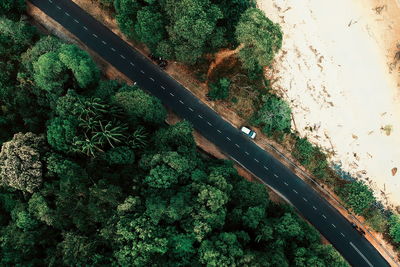 High angle view of plants on road