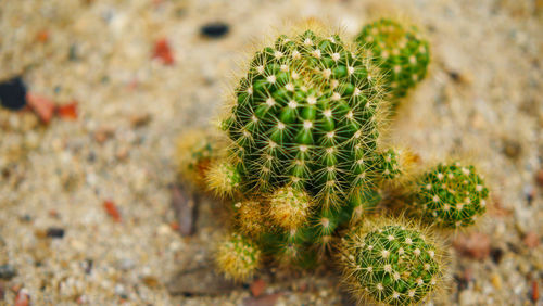 Close-up of succulent plant