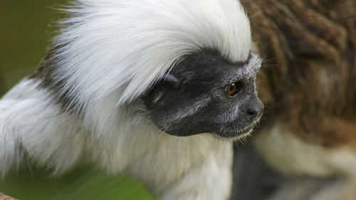 Close-up of dog looking away