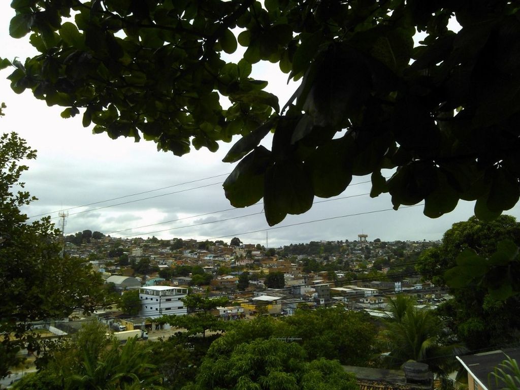 tree, building exterior, growth, built structure, architecture, leaf, sky, city, branch, green color, cityscape, house, nature, day, water, plant, high angle view, residential district, no people, outdoors