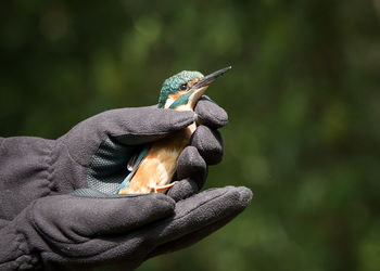 Close-up of hands holding kingfisher