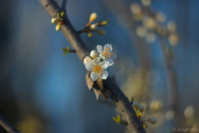 Close-up of flowers on branch