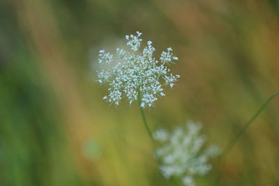 Close-up of white flowering plant