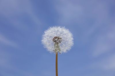 Low angle view of dandelion flower blooming against sky