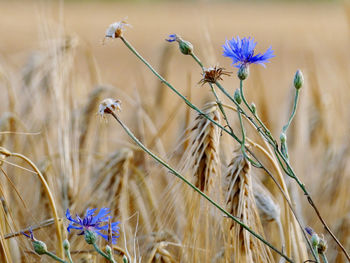 Close-up of purple flowering plants on field