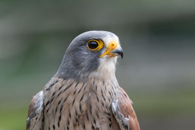 Close up portrait of a common kestrel 