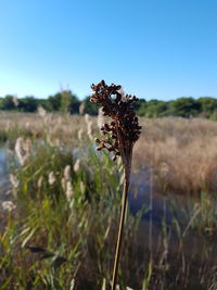 Close-up of wilted plant on field