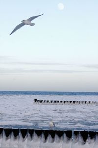 Seagull flying over sea against sky