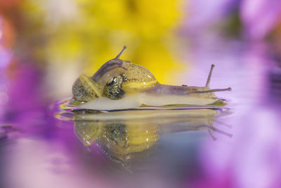 Close-up of insect on flower