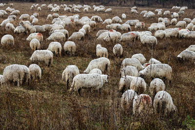 sheep