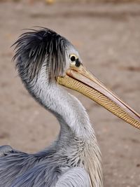 Close-up of bird