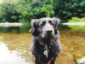Close-up portrait of dog on river