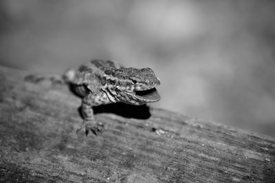 Close-up of lizard on wood