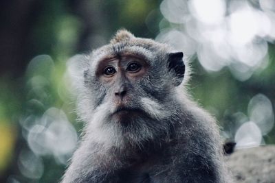 Close-up portrait of monkey