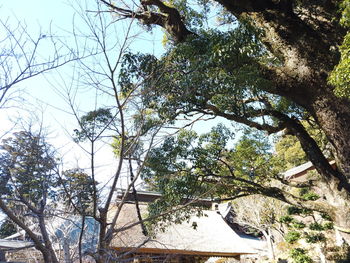 Low angle view of trees and building against sky