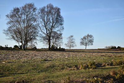 Trees on field against sky