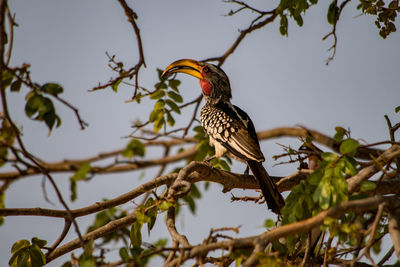 Low angle view of bird perching on tree against sky