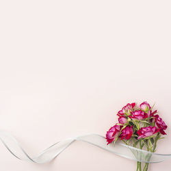 Close-up of pink rose against white background