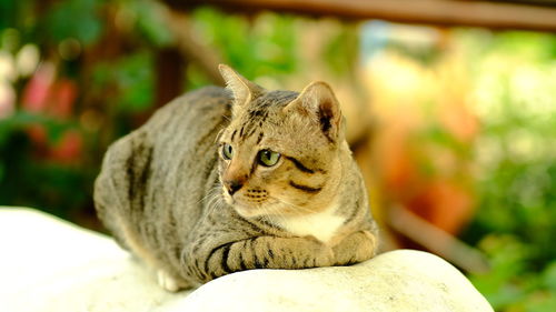 Close-up of a cat looking away