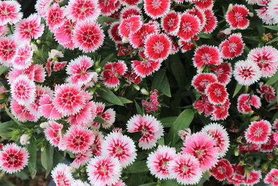 Full frame shot of pink flowering plants