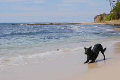 Dog on beach by sea against sky