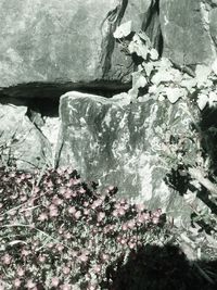 Close-up of flowers growing on rock