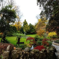 Trees in park against sky during autumn