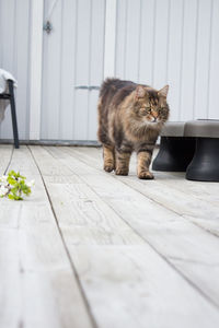 Cat sitting on tiled floor