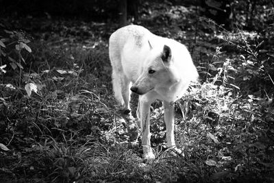 Dog standing in field