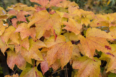 Close-up of autumn leaves