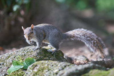 Close-up of squirrel on rock