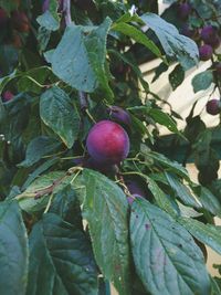 Close-up of berries growing on tree