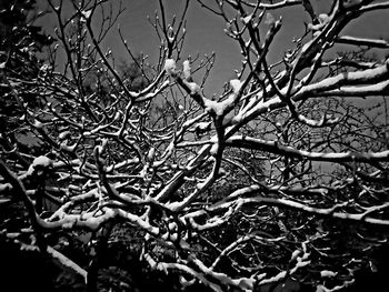 Close-up of bare tree branches against sky