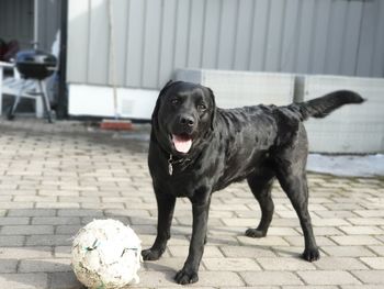 Portrait of black dog with ball on street