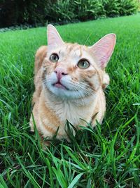Portrait of cat on grass