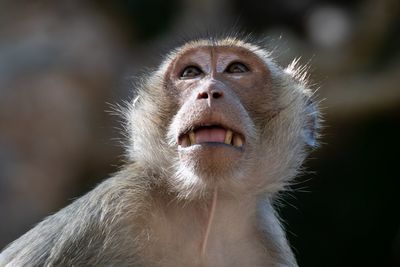 Close-up of a monkey