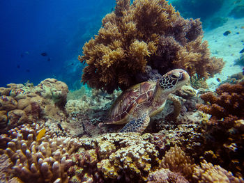 Fish swimming in sea