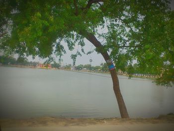 Reflection of trees in water