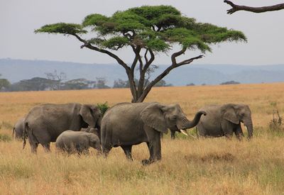 Elephant standing on field against sky