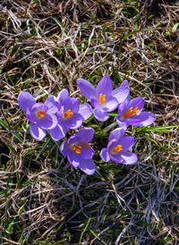 plant
