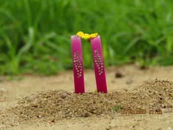 Close-up of pink flower on sand