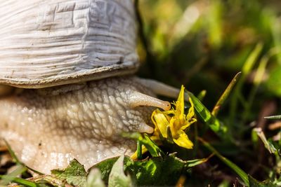 Close-up of snail on grass