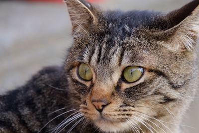 Close-up portrait of cat