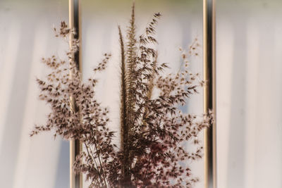 Close-up of plant against window