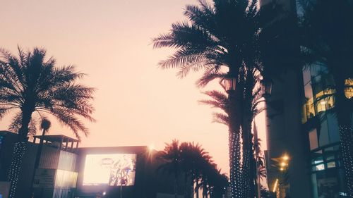 Low angle view of palm trees at sunset