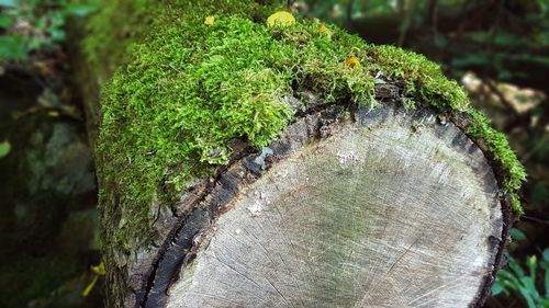 Close-up of moss growing on tree stump in forest